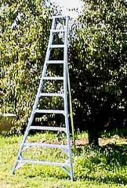 Ladder - Orchard 3m